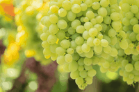 Fruits and vegetables in season by month: September
