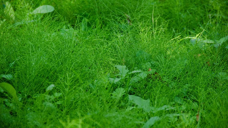 equiseto antiparassitario infuso decotto