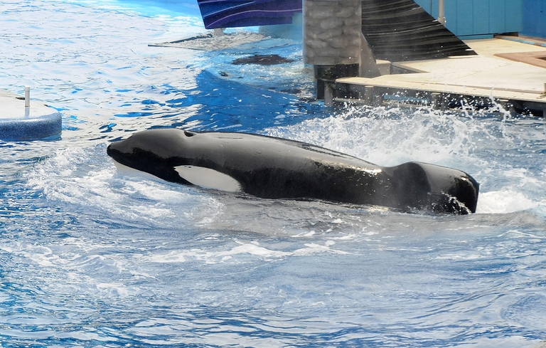 Tilikum durante un'esibizione