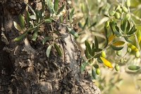 Olio biologico, buono per noi e per la terra