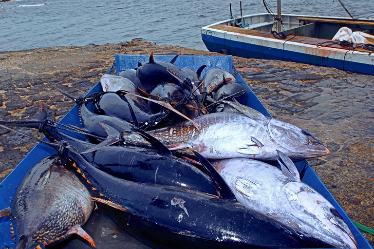 red tuna wildlife loss