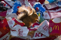 Come la spazzatura sta minacciando gli animali selvatici — le foto di Chris Packham
