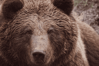 Jj4 e Mj5 sono salvi, ascoltato il ricorso degli animalisti: niente abbattimento