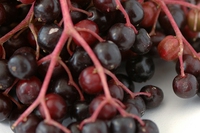 Sambuco, preziose bacche di benessere