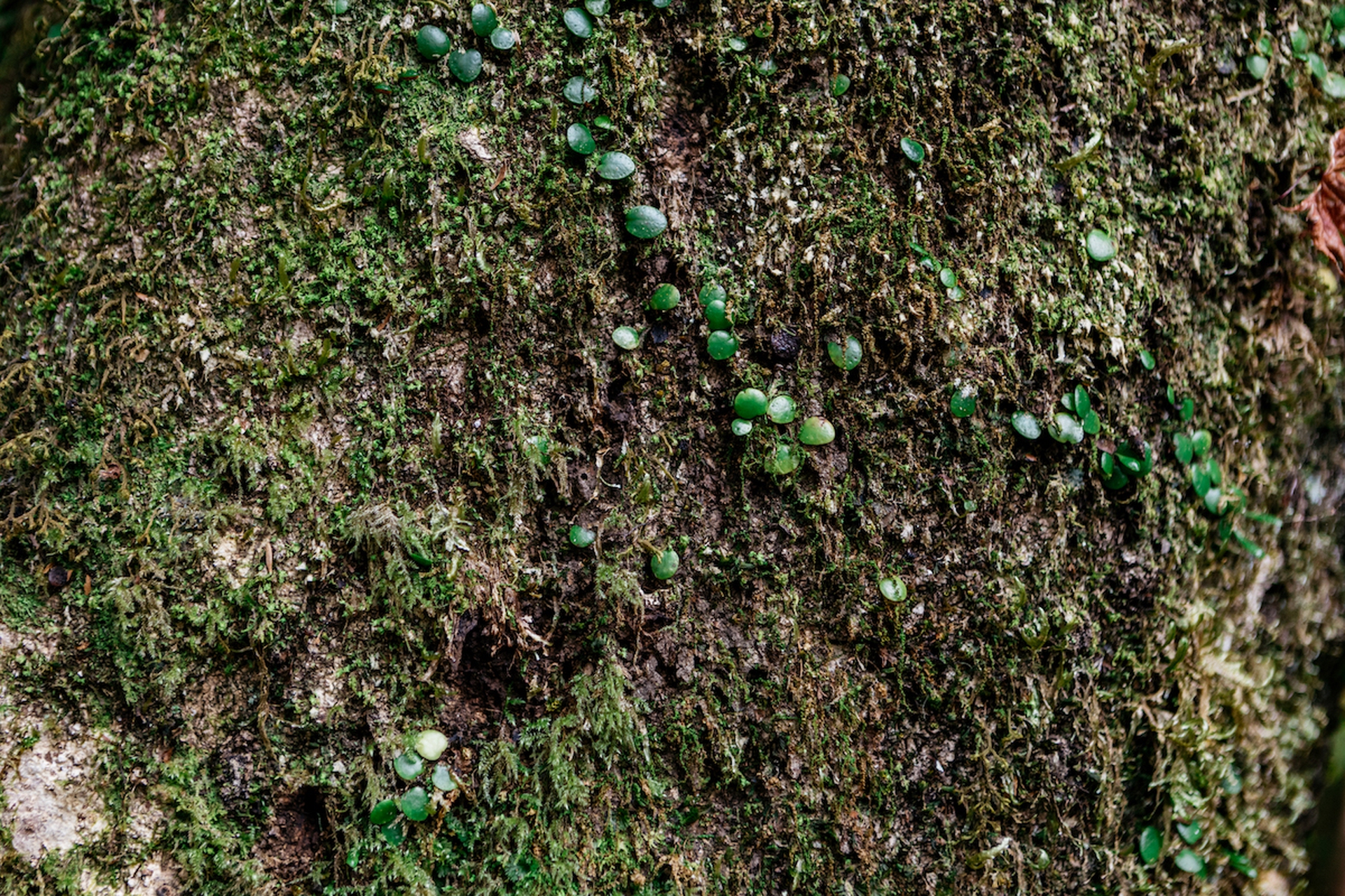 Forest therapy in Giappone