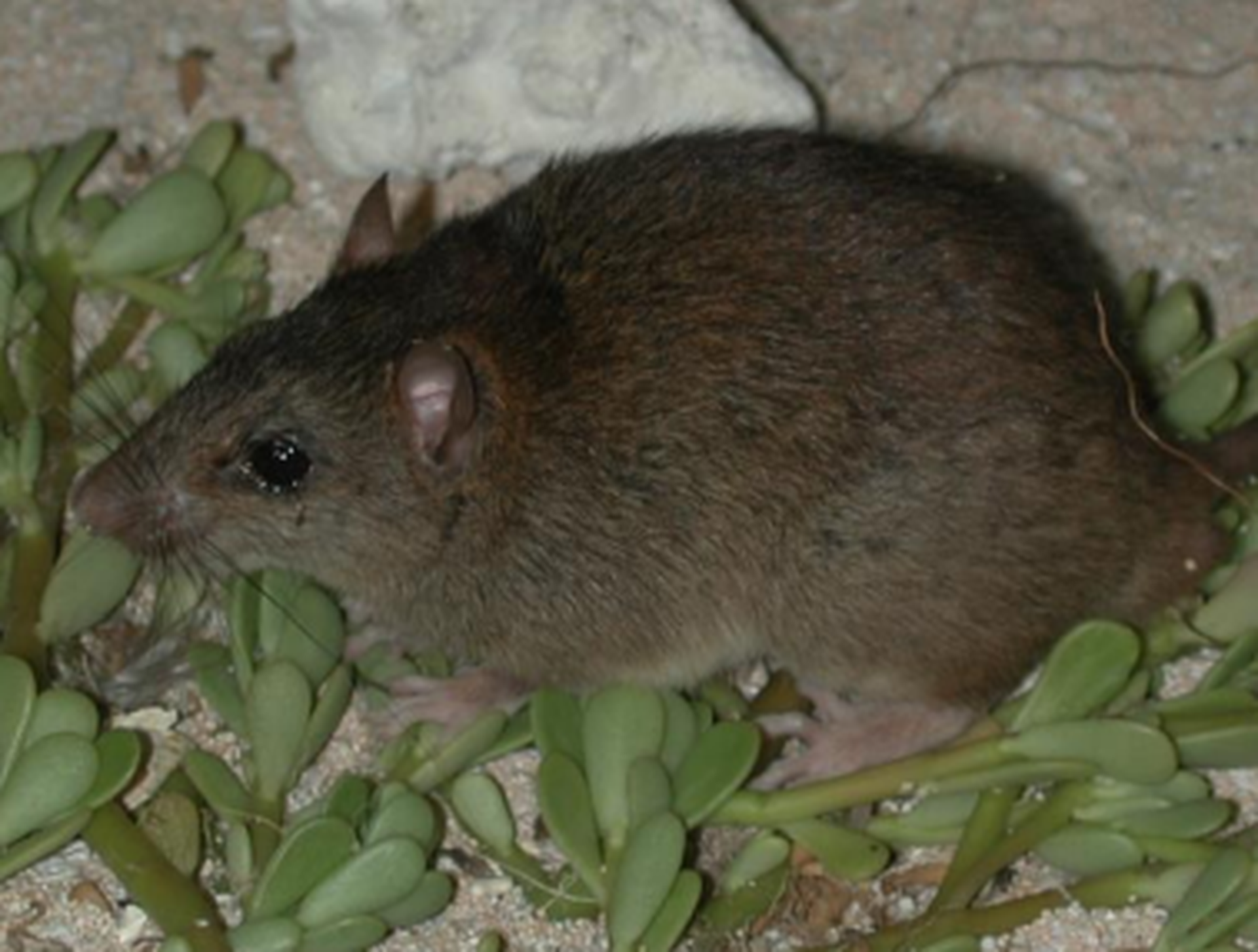 Bramble Cay melomys Melomys rubicola, November 2002 (Ian Bell, EHP)