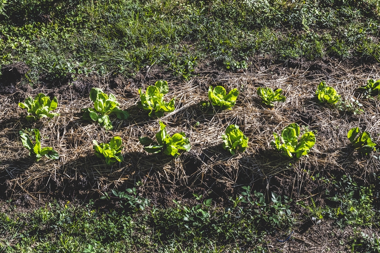 agricoltura biodinamica