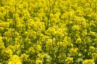 Mustard, il fiore di senape
