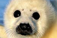 Cuccioli di foca. Riapre la caccia