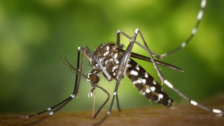 allavare zanzare entomologi insetti