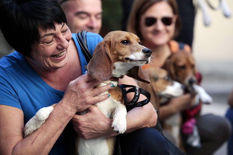 Beagle salvati da Green Hill