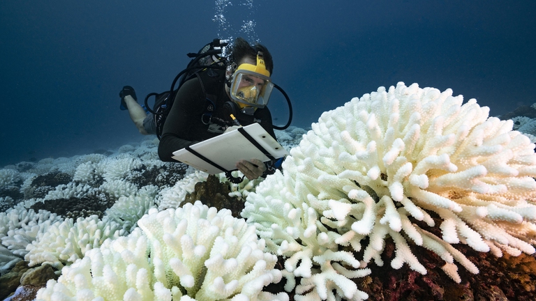 Gli episodi di sbiancamento dei coralli sono sempre più diffusi e gravi