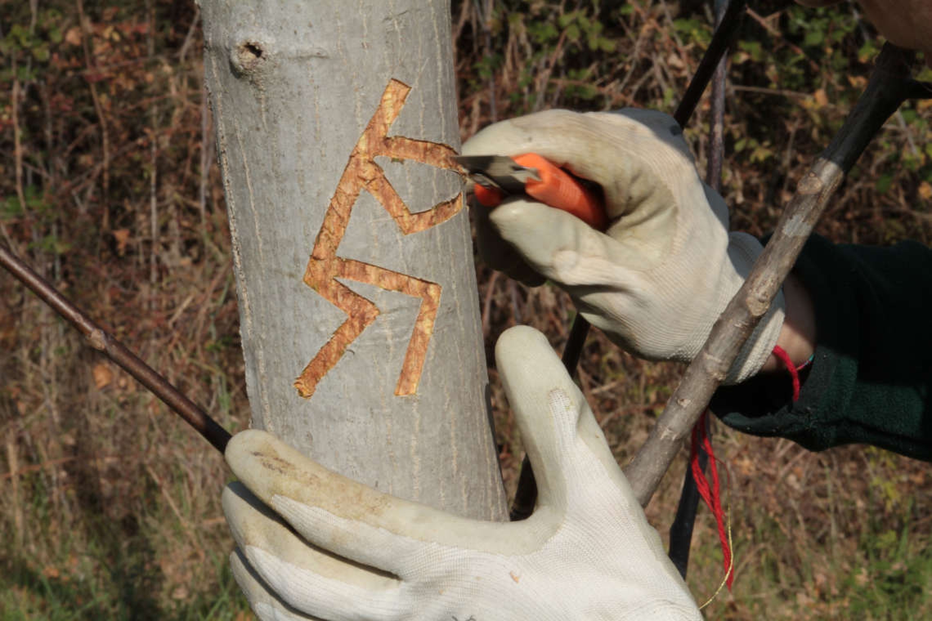 No man's land: un dizionario inciso sugli alberi