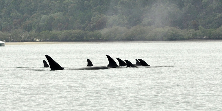 Orche che nuotano nelle acque australiane