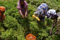 Senegal, dove la resilienza ferma l’avanzata del deserto e crea nuove opportunità