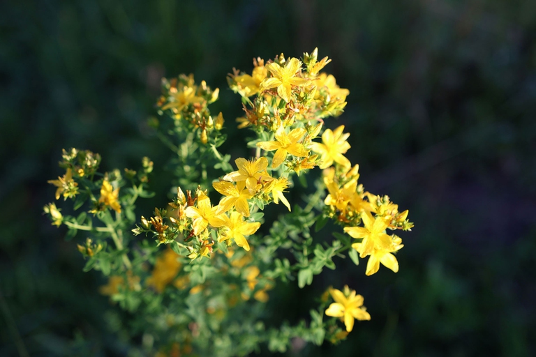 piante del buonumore