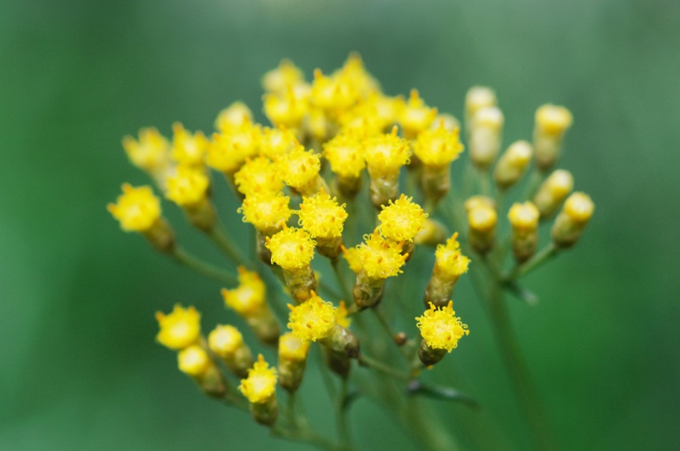 Helichrysum against allergies