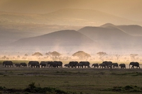 Trofei di caccia, gli Stati Uniti valuteranno caso per caso le importazioni da 6 paesi africani