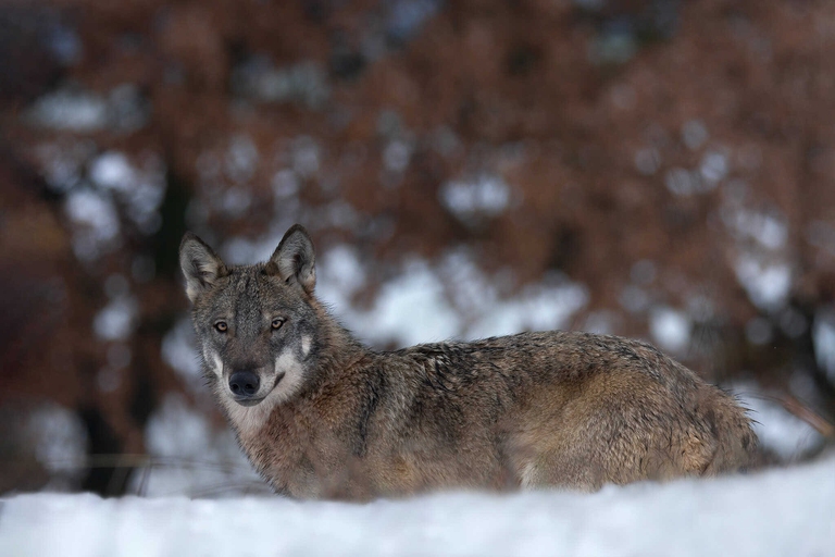 Io non ho paura del lupo