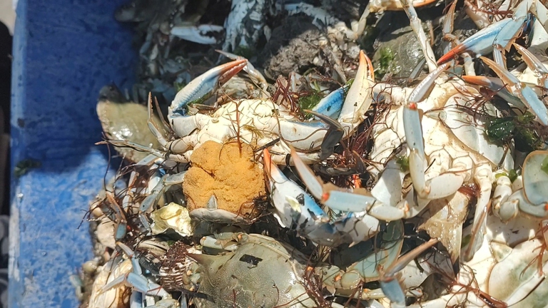 Femmina granchio blu con uova