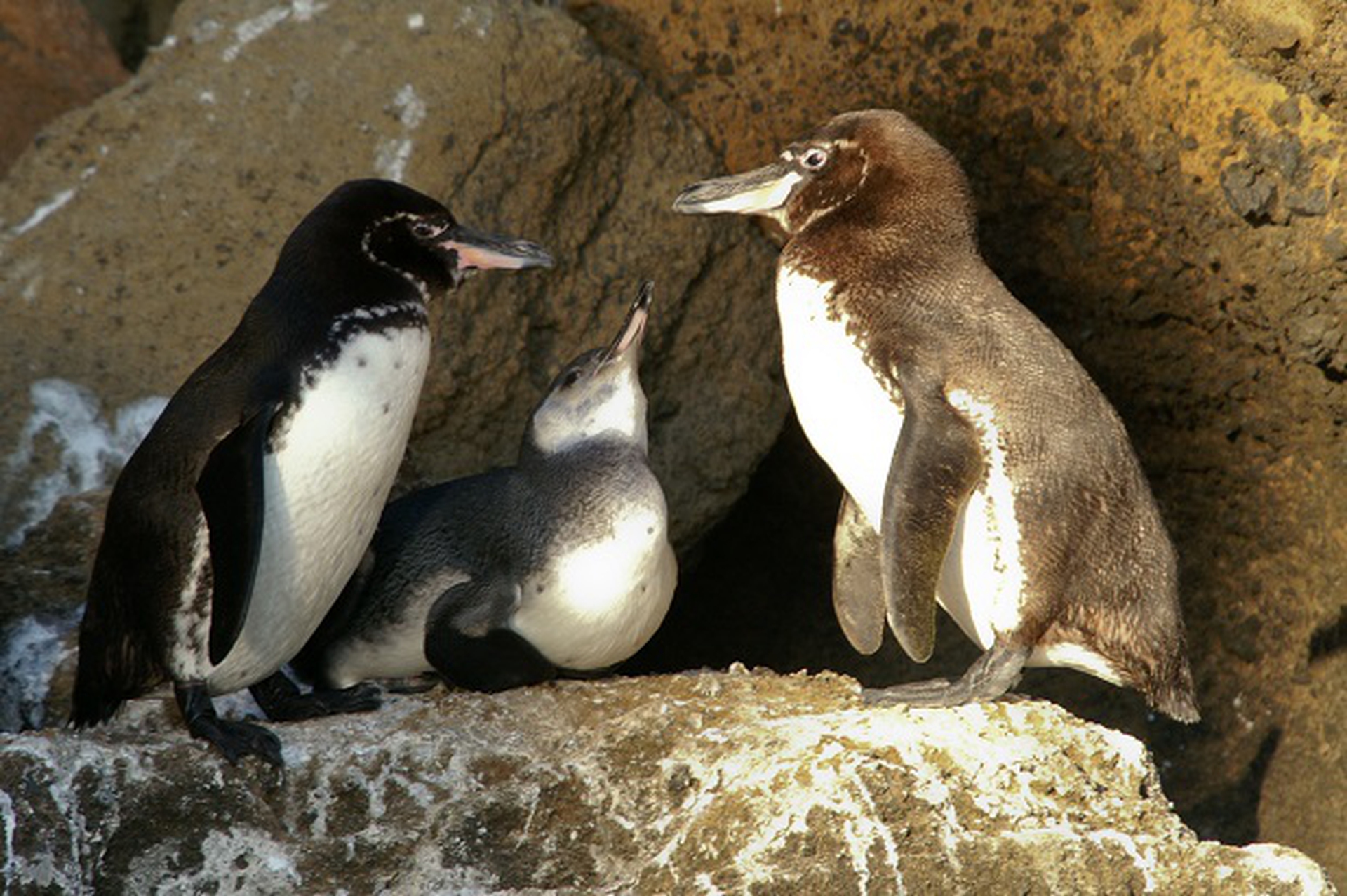 Spheniscus mendiculus