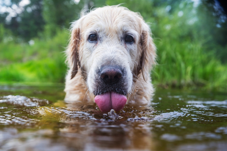 cane che beve acqua