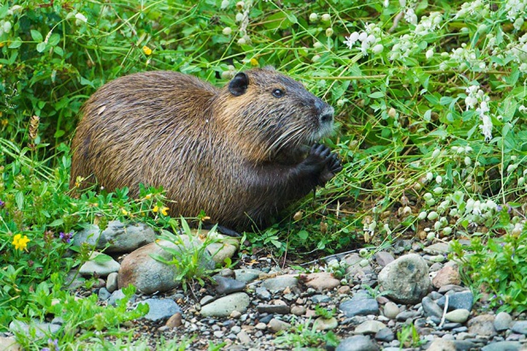 nutria che mangia