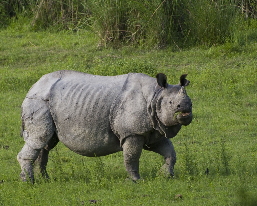 An Indian rhinoceros smiles: new calf born in India - LifeGate