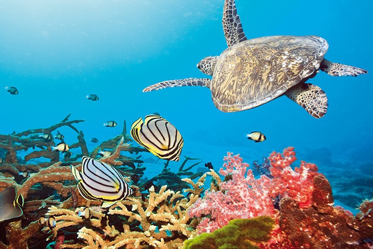 tartaruga, barriera corallina