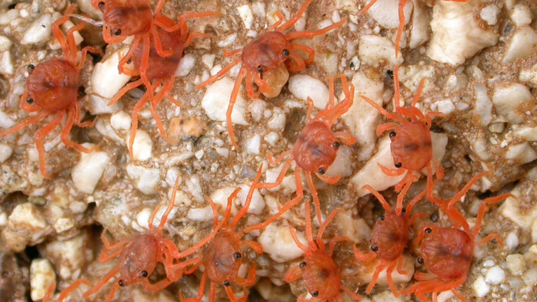 I granchi appena nati sono grandi cinque centimetri