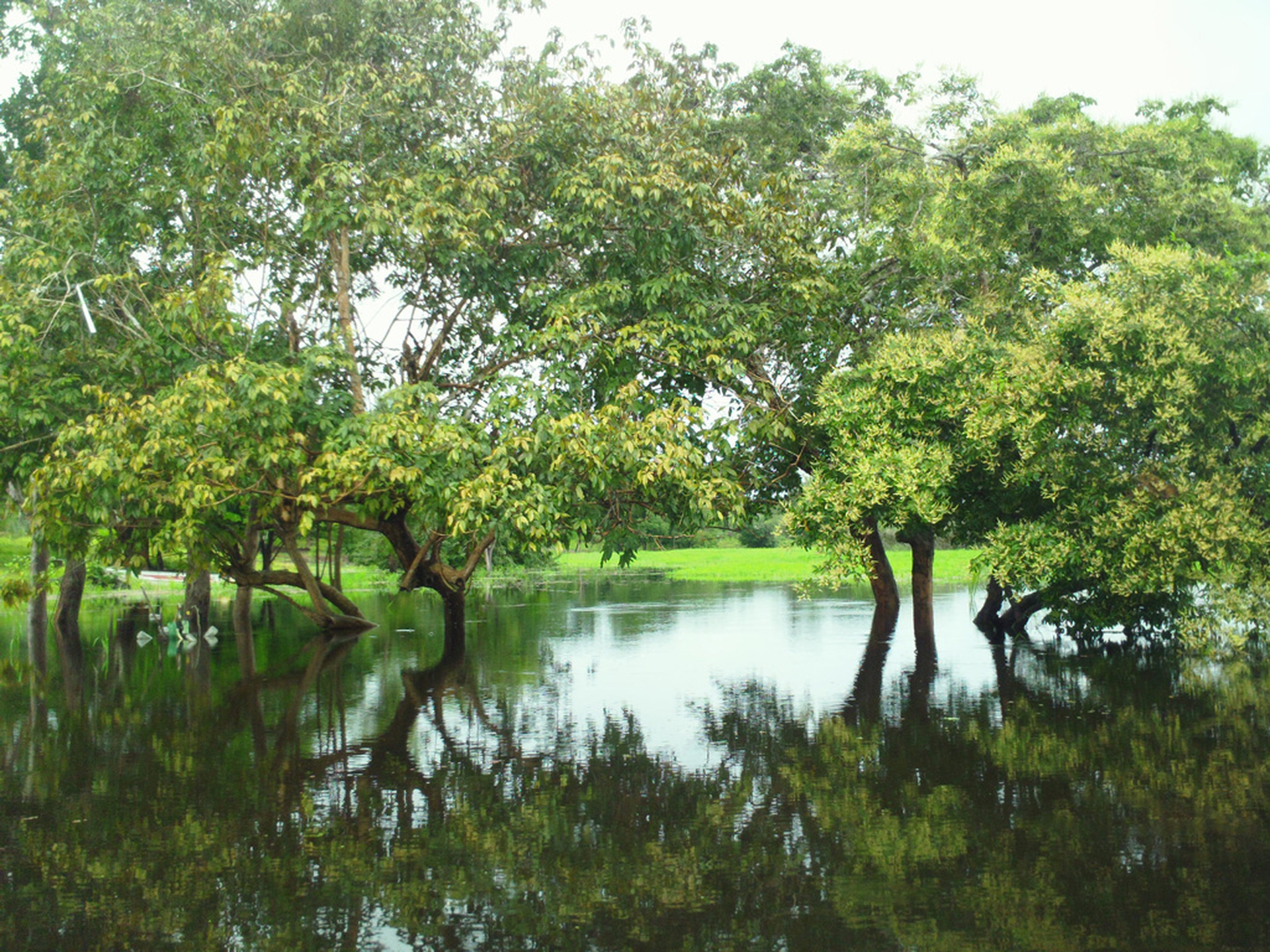 foto-do-rio-urubu-navegando-entre-as-copas-de-los-arboles