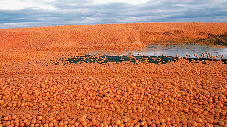 Spreco di cibo: Andrea Segrè sul magazine di Expo Milano 2015