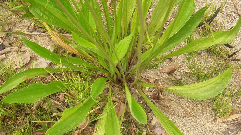 L a piantaggine è una pianta molto comune. ©Wikimedia