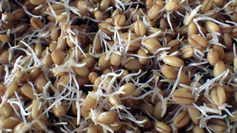 Germe di grano