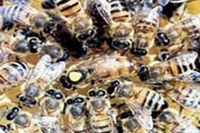 Curiosità. Ape regina o ape operaia?