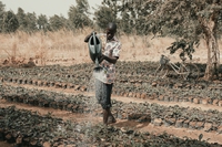Il clima minaccerà oltre il 70% dell’agricoltura mondiale entro il 2045