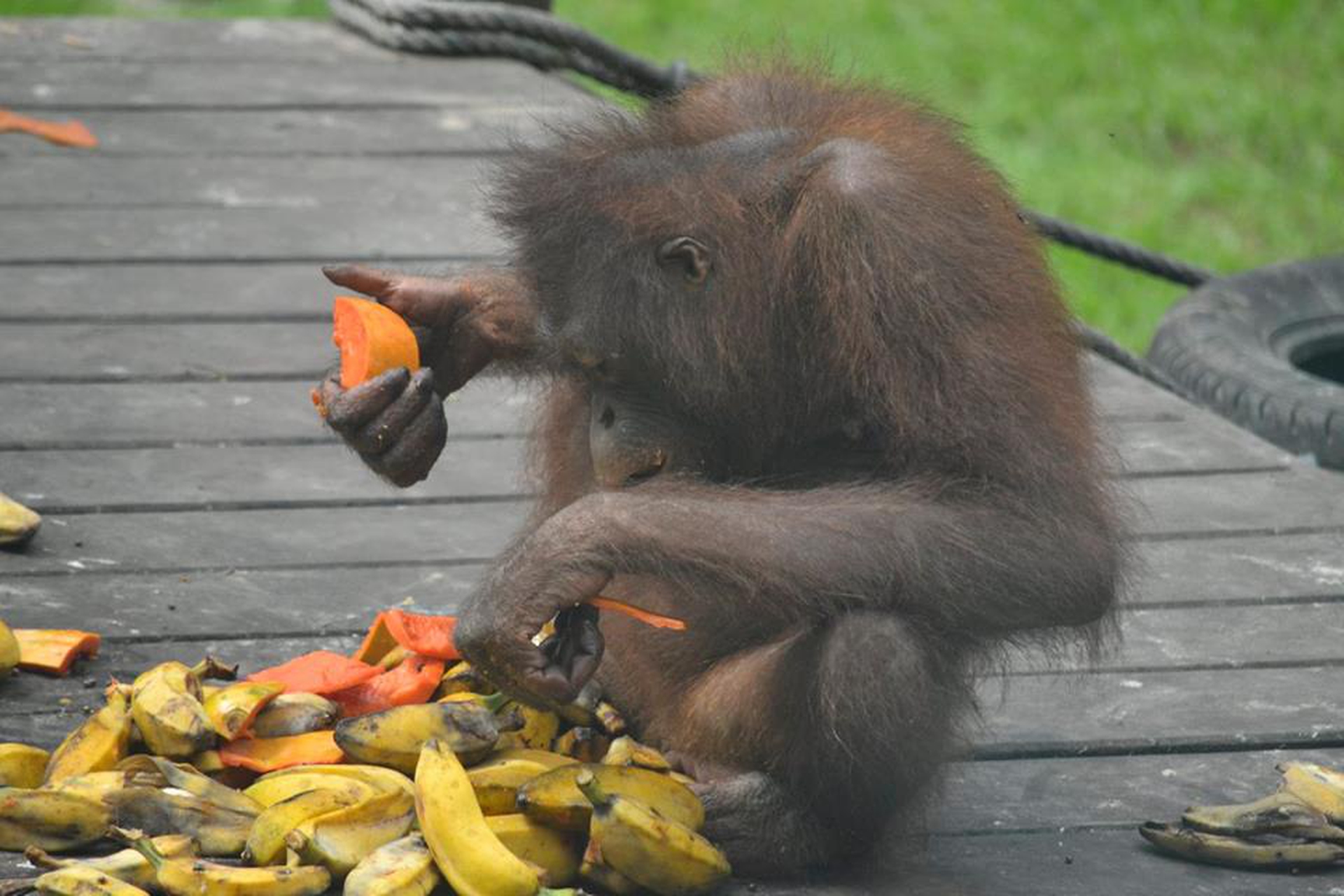 Sepilok Orangutan Rehabilitation Centre