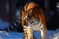 Russia, tigre ribelle percorre 700 chilometri in un anno per tornare a casa