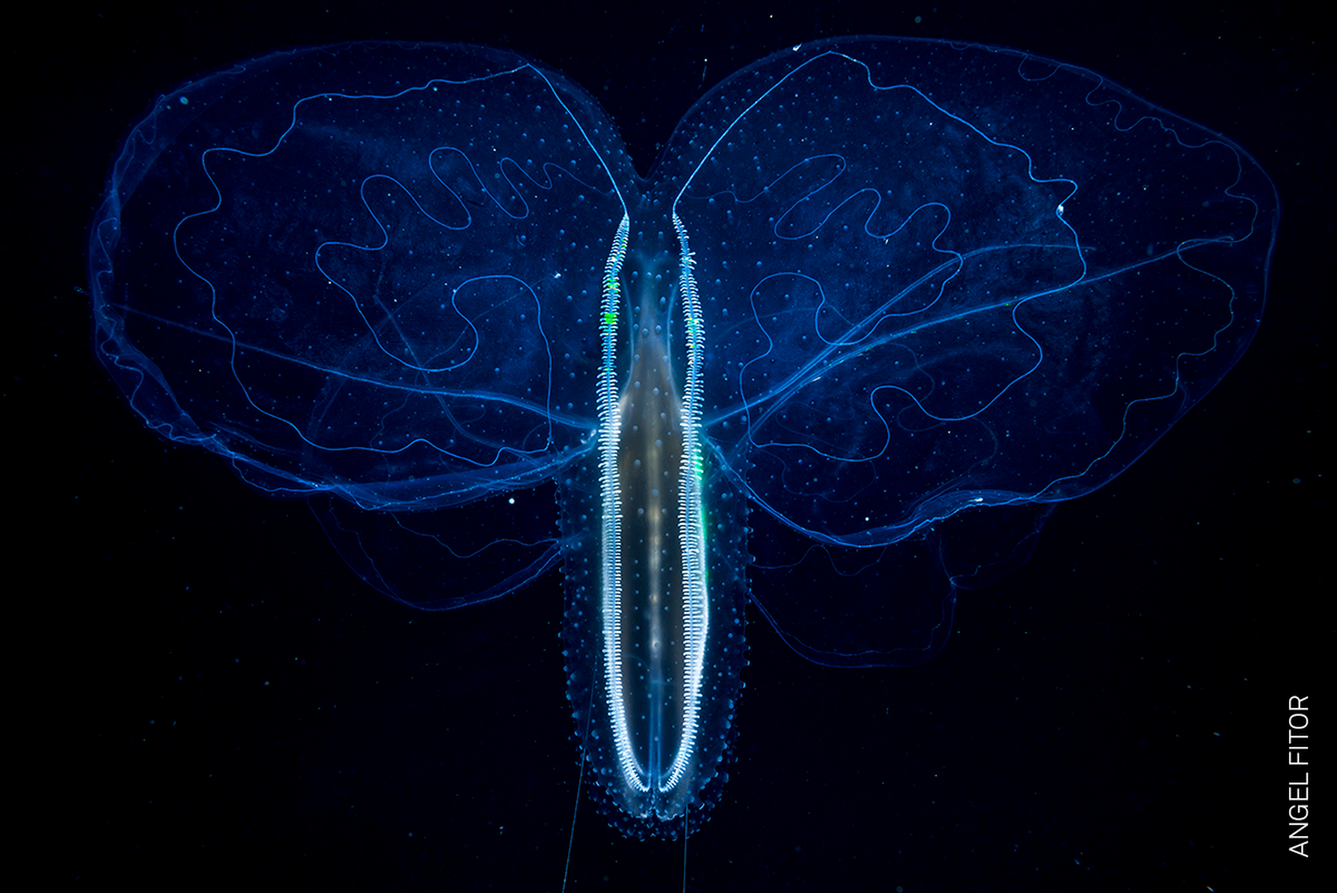 089_Angel Fitor_Online