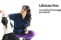 Le tecniche di massaggio per animali – video