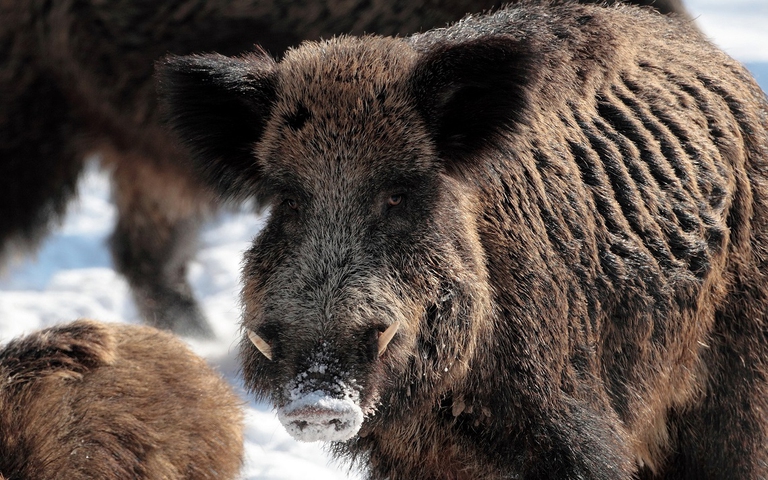 cinghiale