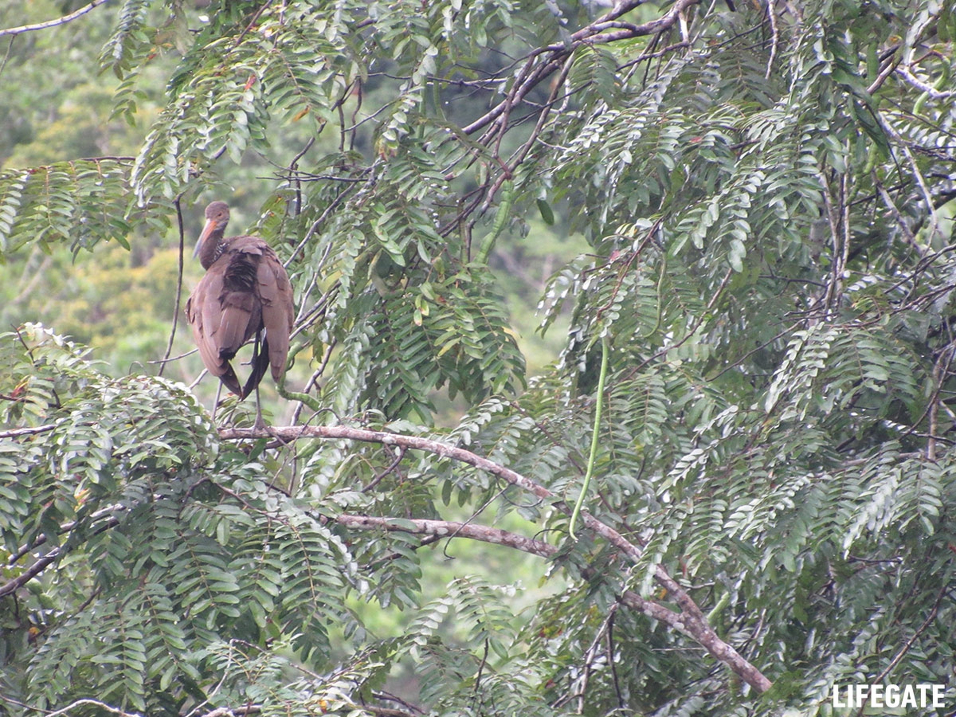 Foreste in piedi 2017