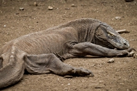 L’Indonesia fa retromarcia, l’isola di Komodo non sarà interdetta ai turisti per salvare i varani