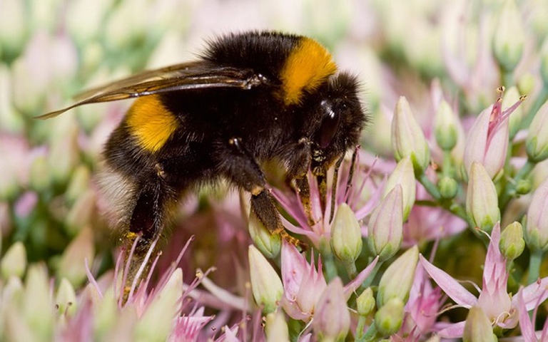 Bombus cullumanus