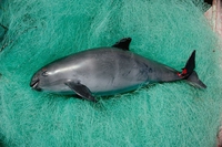 La vaquita è a un passo dall’estinzione. Minacciati anche gli ultimi dieci esemplari