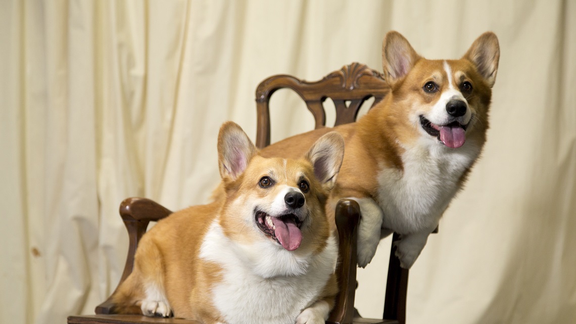 Welsh corgi pembroke, carattere e caratteristiche del cane della regina -  LifeGate