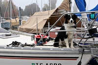 Viaggi a quattro zampe, Tripfordog ci dà una mano a organizzarli