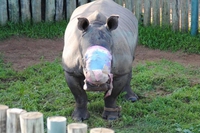 Hope the rhino survives poachers’ attack to hack off her horns