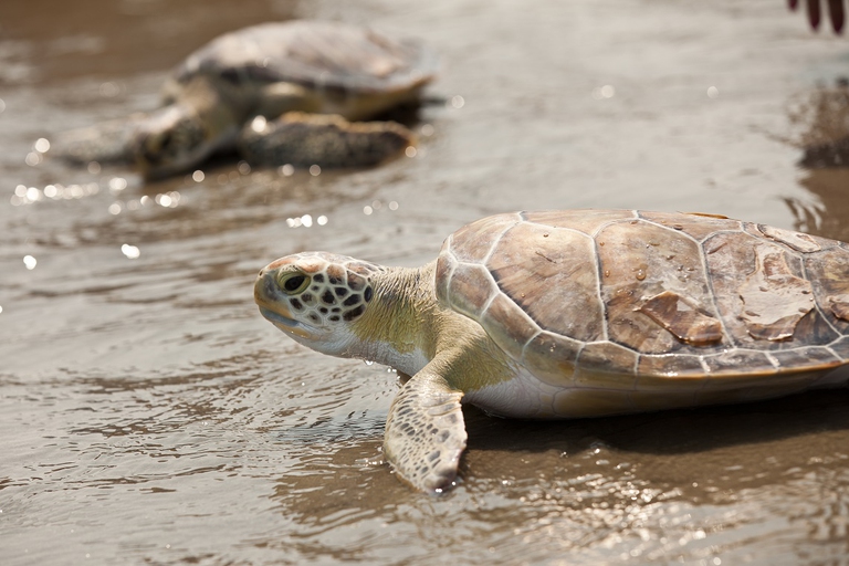 Tartarughe marine prendono il sole