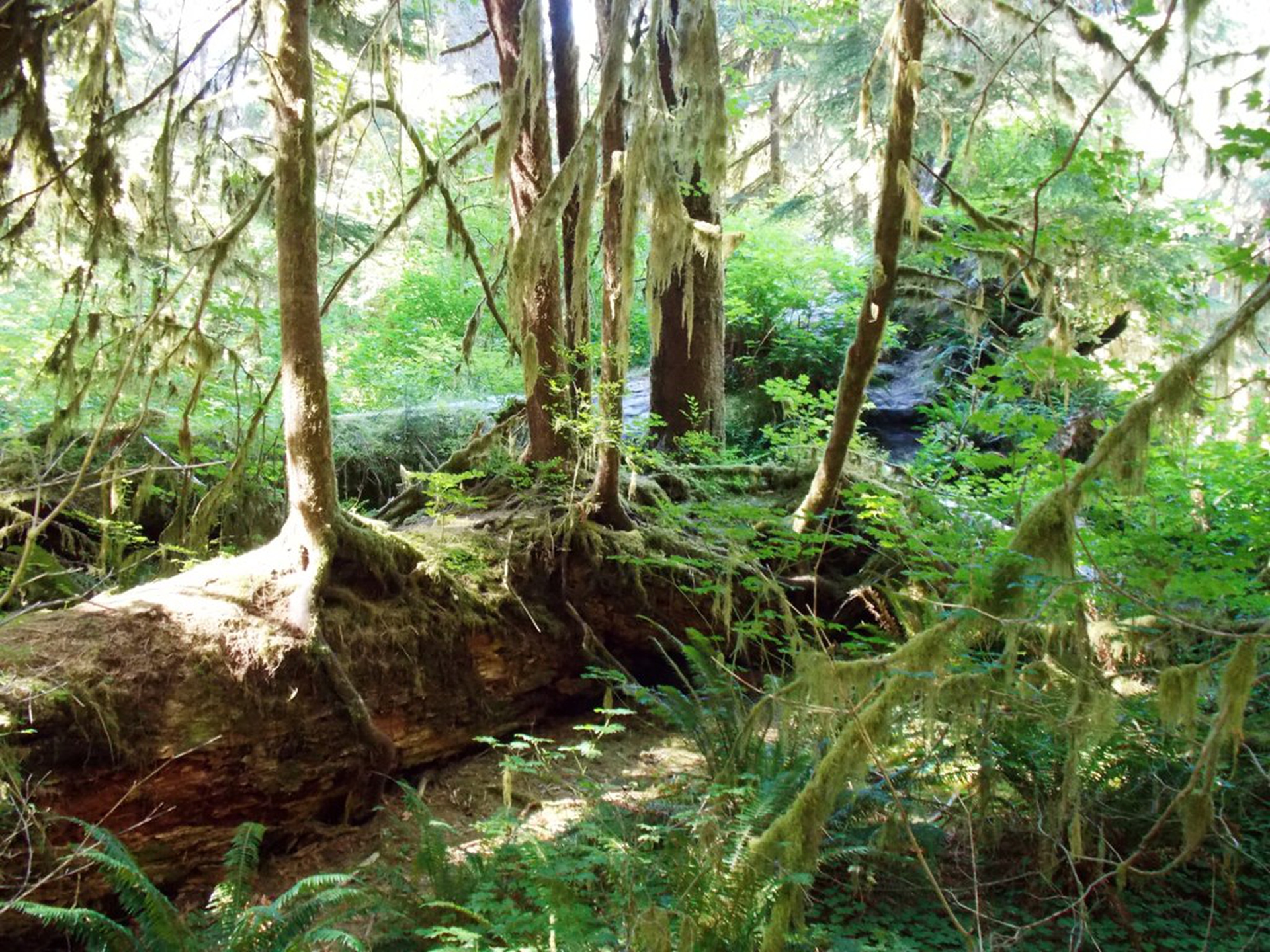 Un tronco dà il nutrimento a nuove forme di vita